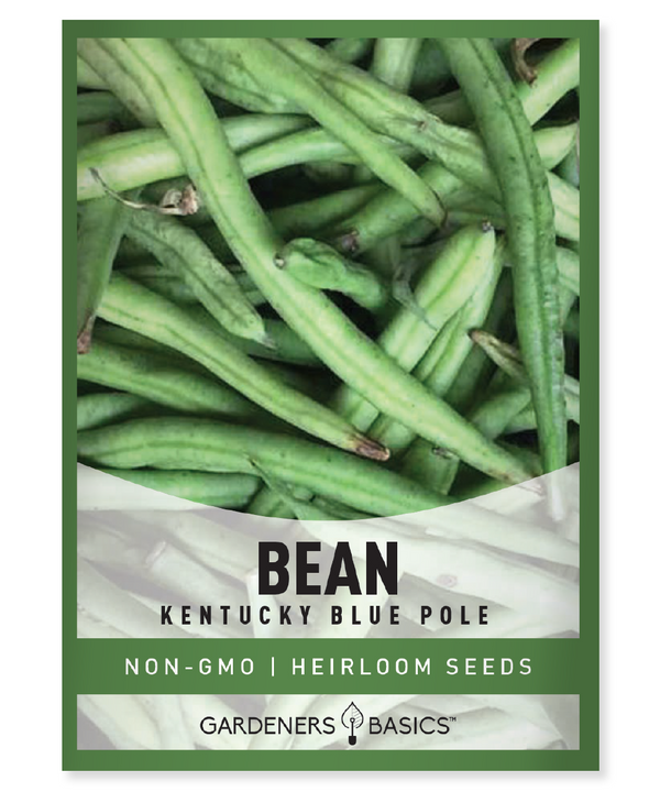 Kentucky Blue Pole Bean Seeds