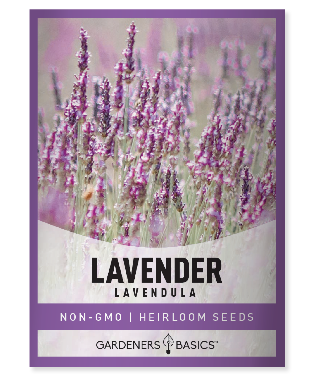 Lavender Seeds For Sale Buy Online Today From Gardeners Basics