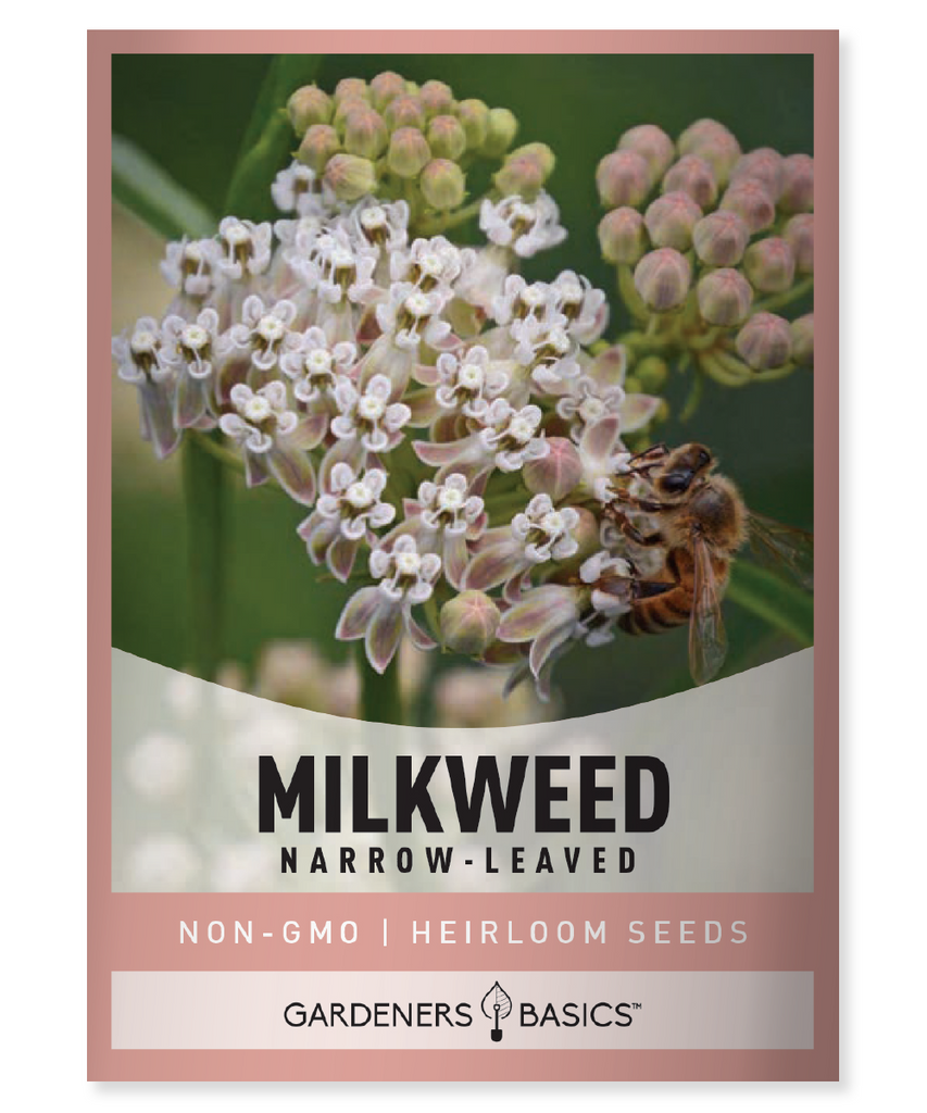 Narrow-Leaved Milkweed Mexican Whorled Milkweed Asclepias fascicularis Perennial plant Pollinator-friendly Monarch butterfly Butterfly conservation Creamy pinkish flowers Full sun Dry soil Moderate soil Moist soil Seed germination Cold stratification