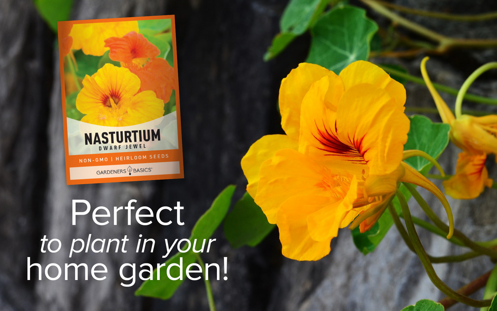 Discover the Benefits of Planting Nasturtium Jewel Mix Flower Seeds