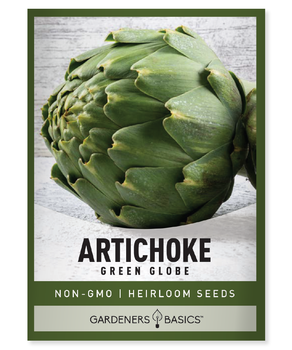 Green Globe Artichoke Seeds HighQuality, NonGMO Seeds for Planting