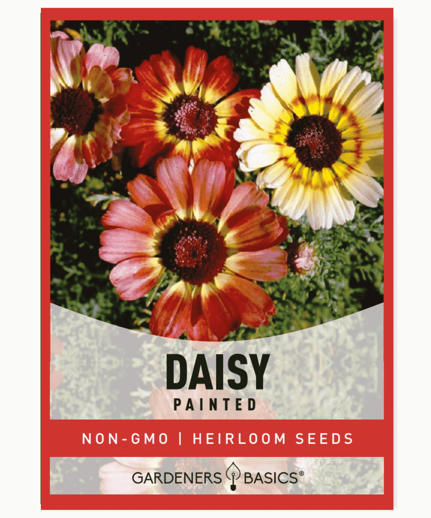 Painted Daisy Chrysanthemum carinatum Multi-colored flowers Annual flower Morocco Moderately succulent leaves Cutting flower Bedding plant Flower mixture Seed dormancy Full sun Partial shade Moderate moisture Fall blooming flowers Summer blooms