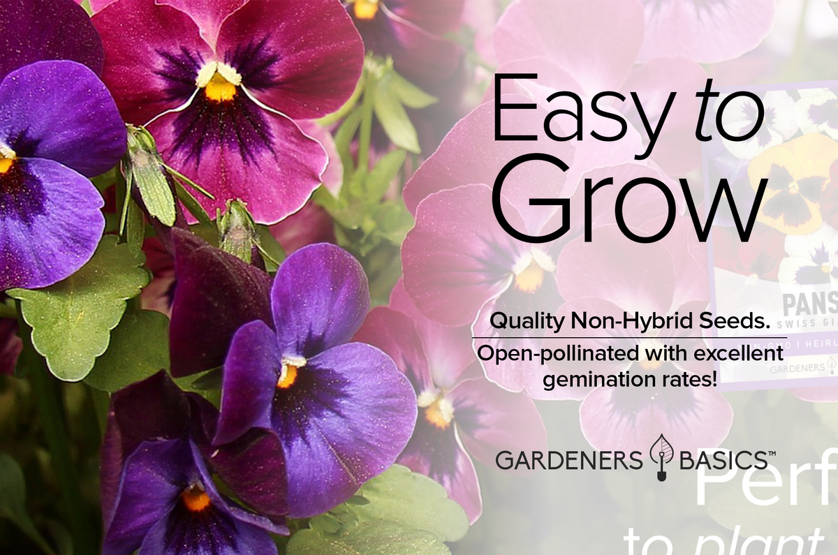 Plant Pansy Swiss Giants Mix for a Gorgeous Spring Display