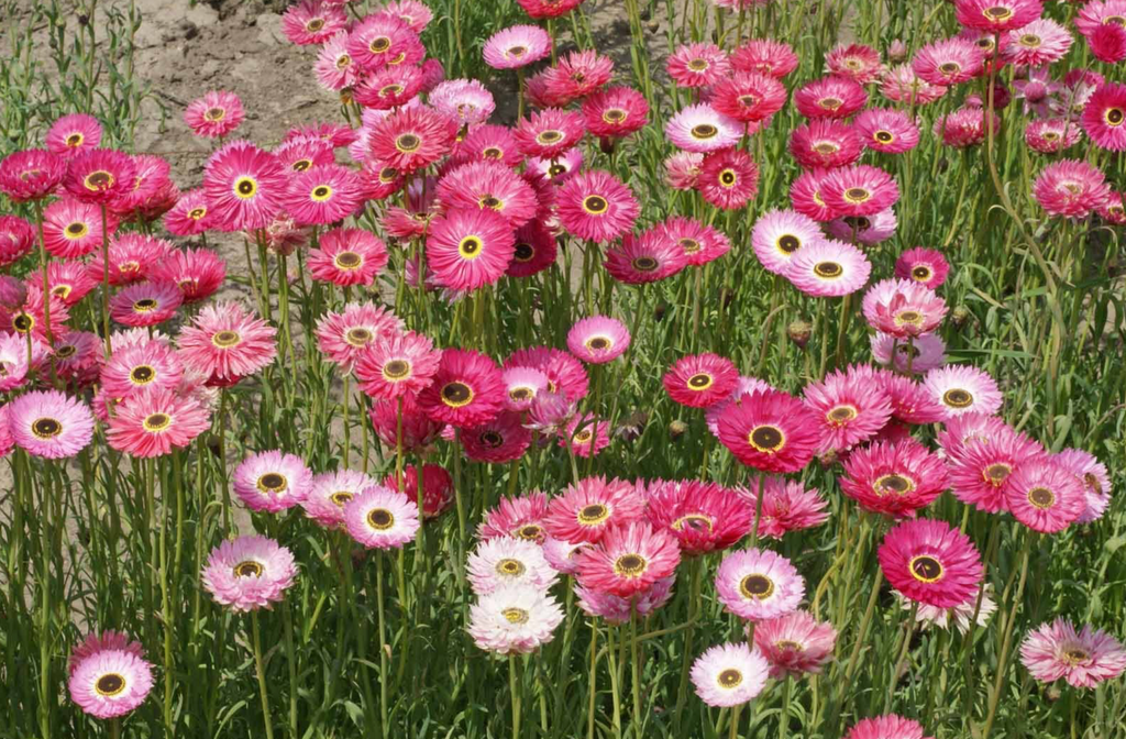 Experience the Charm of Pink Paper Daisies in Your Garden