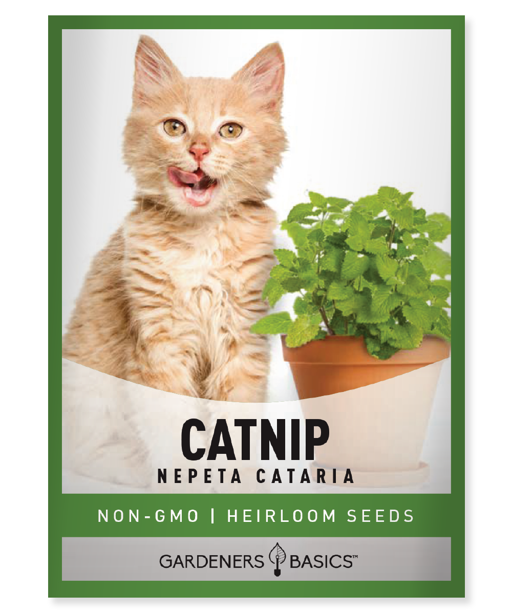 Shop Heirloom Catnip Seeds Perfect for Cats and Herbal Teas