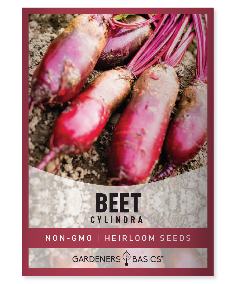 Cylindra Beet seeds Beet seeds for planting Non-GMO beet seeds Heirloom beet seeds Nutrient-dense beets Cylindrical beet variety Homegrown beets Garden superfood Easy to grow beets Health benefits of beets High-yield beet seeds Pest-resistant beet seeds Container gardening beets Beet seeds germination Beet planting instructions Culinary uses for beets Beet seed varieties Fresh beet harvest Vibrant beet colors Unique beet flavor