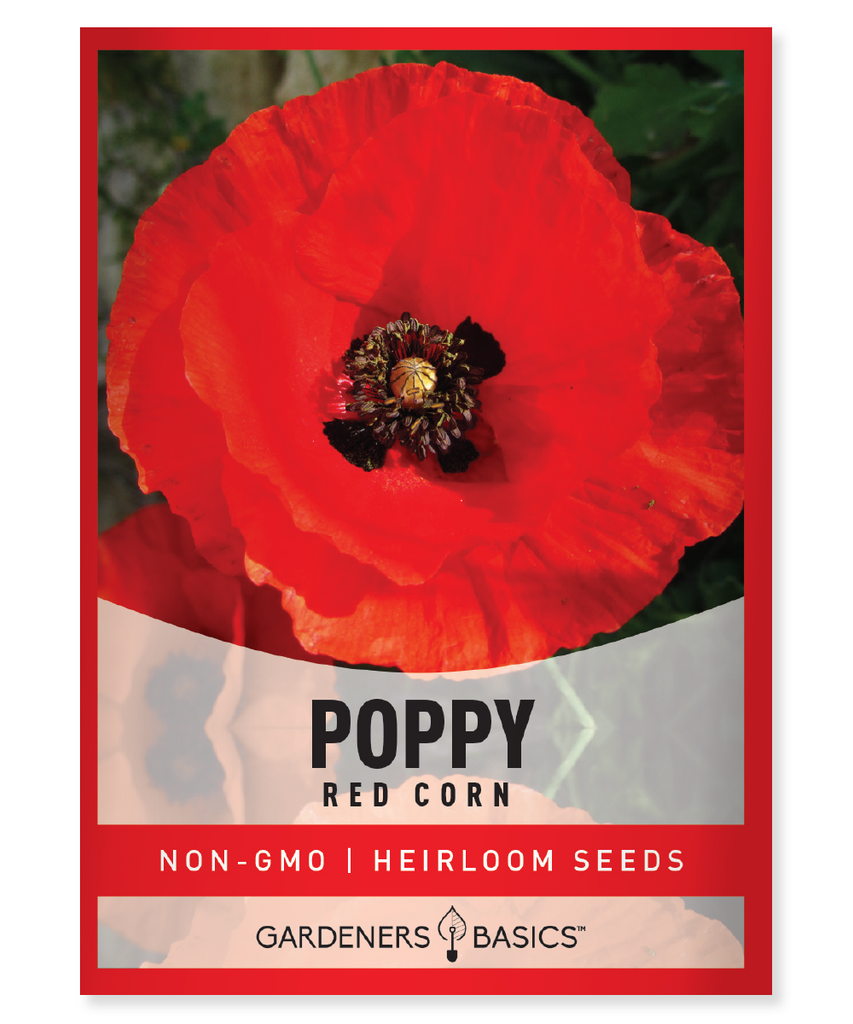 Red Corn Poppy Papaver rhoeas Annual flower Crepe paper-like petals Wildflower seed mix Pollinator seed mix Garden planting Mass planting Honey bees Wild bees