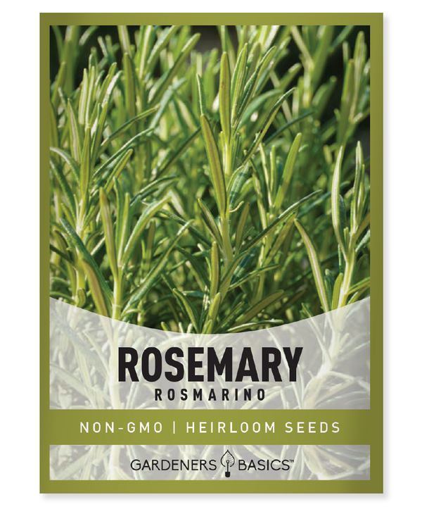 Rosemary Seeds