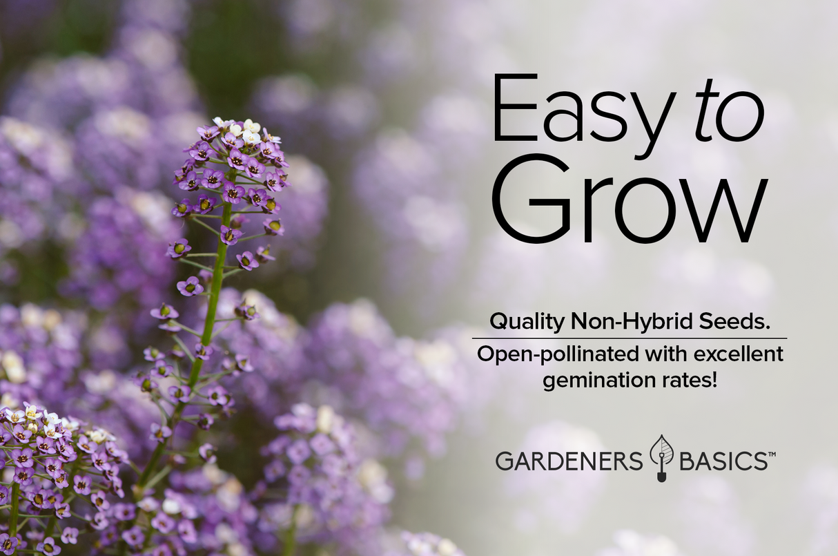Royal Carpet Dwarf Sweet Alyssum: The Heirloom Purple Treasure for Gardeners