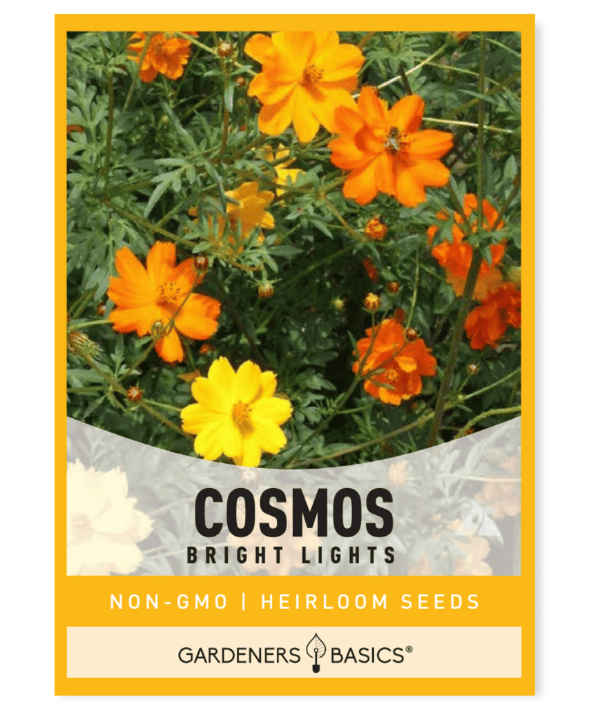 Sulphur Cosmos Bright Lights Cosmos sulphureus Annual flower Mixed colors Full sun Dry Moderate moisture Height 36-48 inches Fall blooming flowers Suitable for cutting Beds and borders Pollinator garden Meadow gardening Roadside planting Honey bees Wild bees Adaptable Tolerates poor soils Vibrant colors Versatile