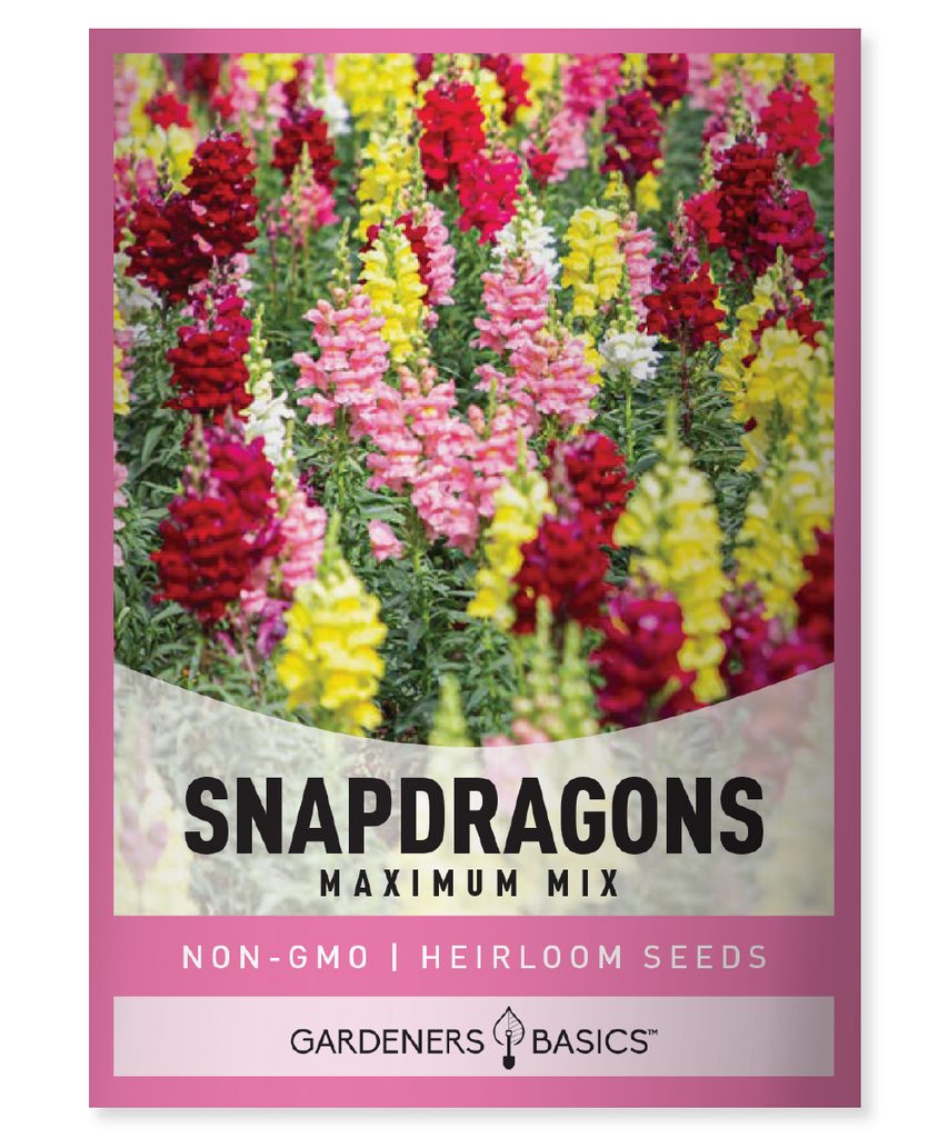 Tetra Mix Snapdragon Seeds, Antirrhinum majus, semi-dwarf snapdragons, colorful blooms, tender perennial, annual flowers, full sun plants, old-fashioned gardens, cut flowers, pollinator-friendly, beds and borders, container gardening, mixed colors, bumblebee-attracting flowers, extended bloom period