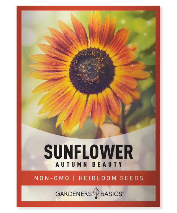Autumn Beauty Sunflower Seeds