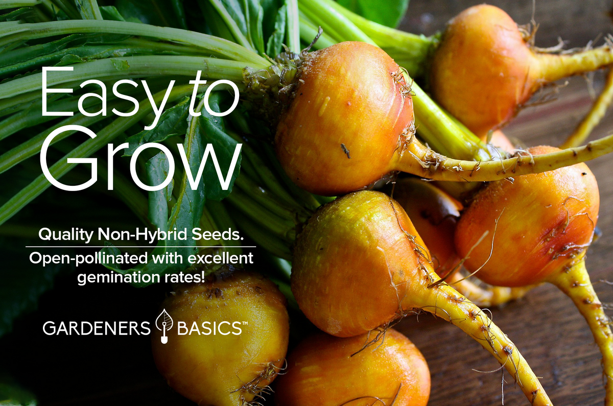 Golden Detroit Beet Seeds: Add a Pop of Color to Your Garden