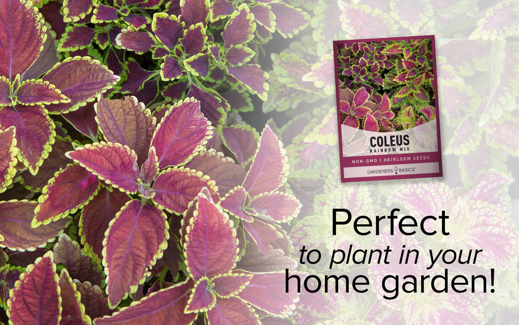 Coleus blumei Rainbow Mix Seeds: A Must-Have for Shady Garden Spaces