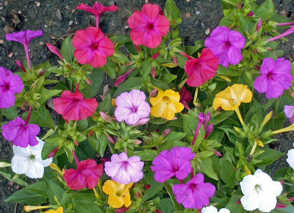 The Perfect Addition to Your Garden: Formula Mix Four O'Clock Seeds