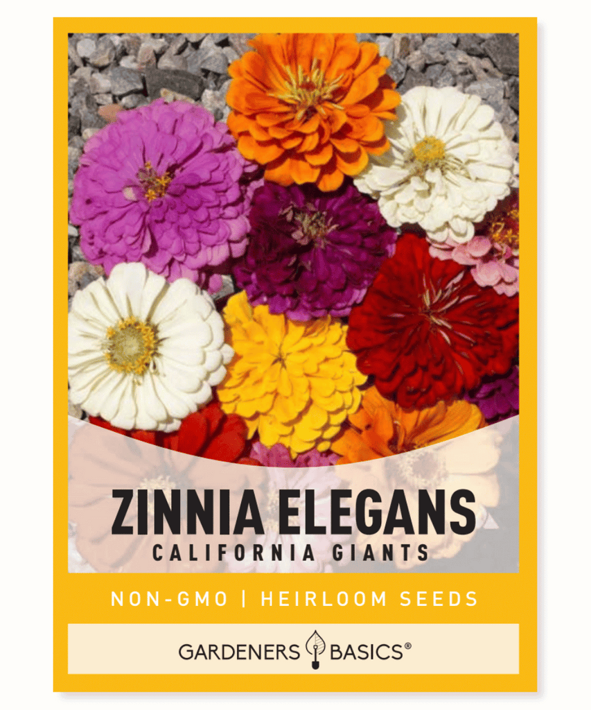 Zinnia California Giants Mix Annual flowers Pink, purple, red, orange, white, and yellow flowers Semi-double to fully double blooms Flat petals Fast-growing Long-blooming Native to Mexico Cut flowers Pollinator plantings Butterflies Full sun Dry to moderate moisture Bloom period Zinnia elegans
