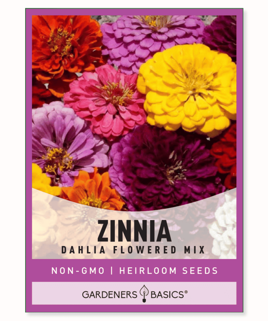 Zinnia Dahlia Flowered Mix Fully double flowers 4-5 inch wide blooms Mexican native Fast-growing Long-blooming Mixed colors Annual Full sun Dry and moderate moisture conditions Cut flowers Pollinator plantings Butterflies Fall blooming Summer blooming