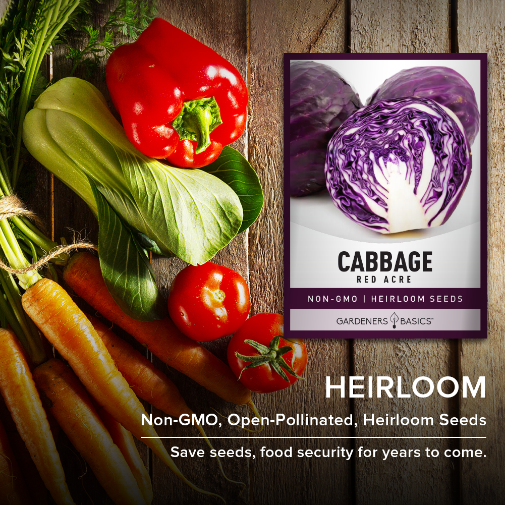 Red Acre Cabbage Seeds - The Perfect Gift for Green Thumbs and Gardening Enthusiasts