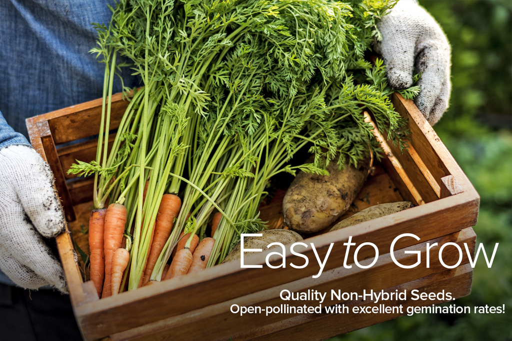Winter Seed Assortment: Create a Winter Wonderland of Fresh, Nutritious Vegetables