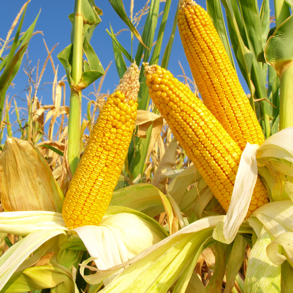 How to Grow Corn in Texas Guide to Planting