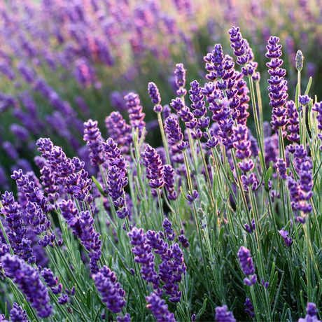 How to Grow Lavender In Oklahoma