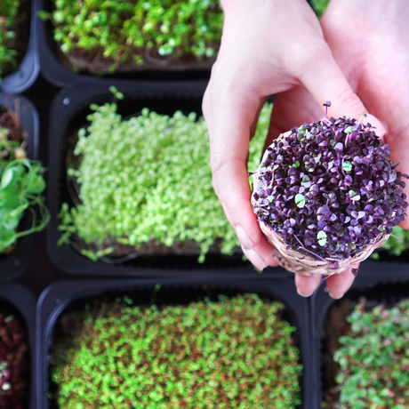 How to Grow Basil Microgreens a Beginners Guide