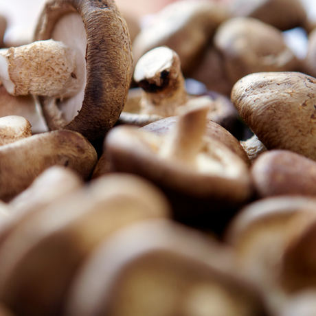 How to Grow Chestnut Mushrooms Guide
