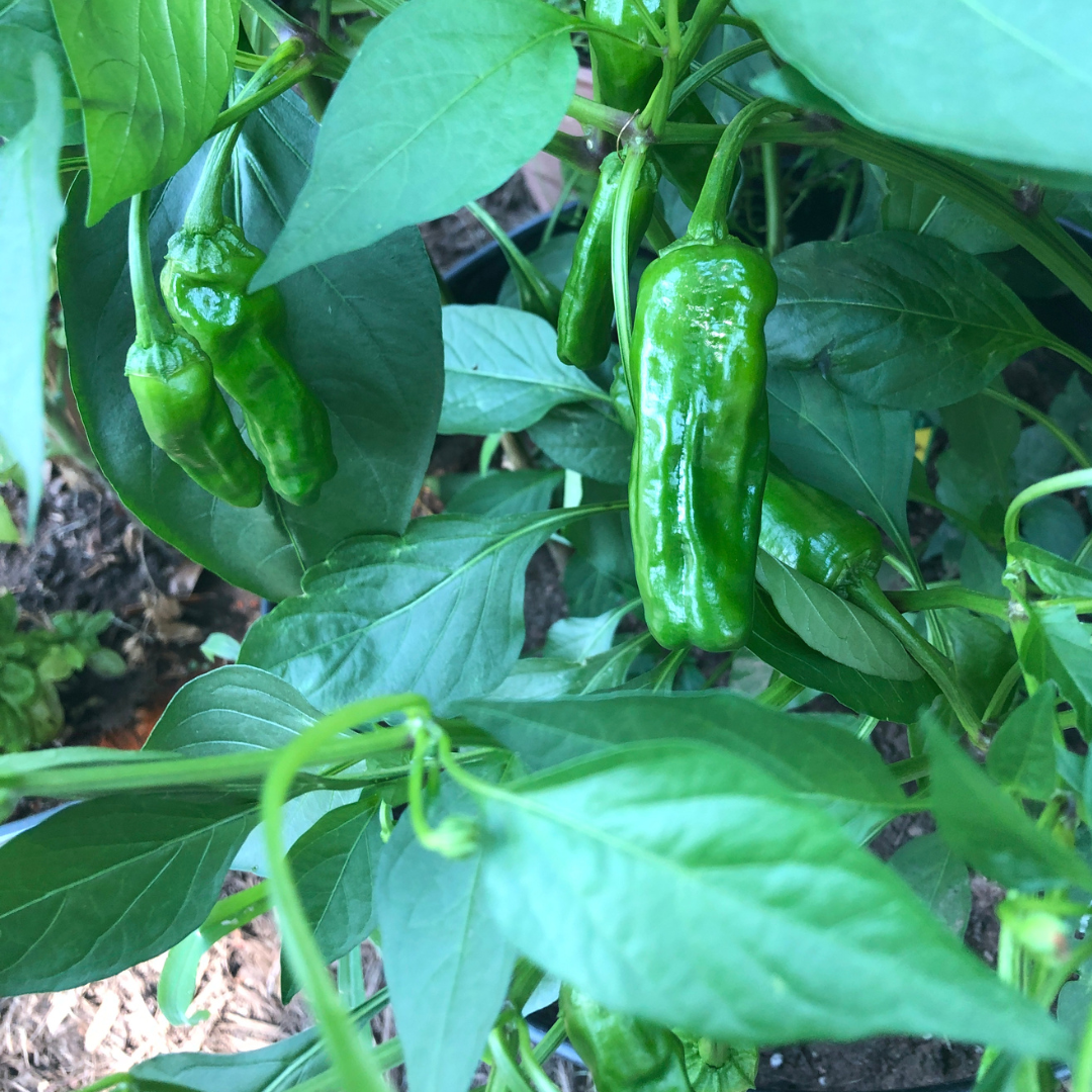 How to Grow Shishito Peppers Easily
