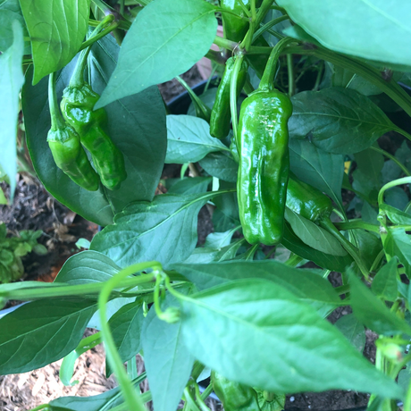 How to Grow Shishito Peppers Easily