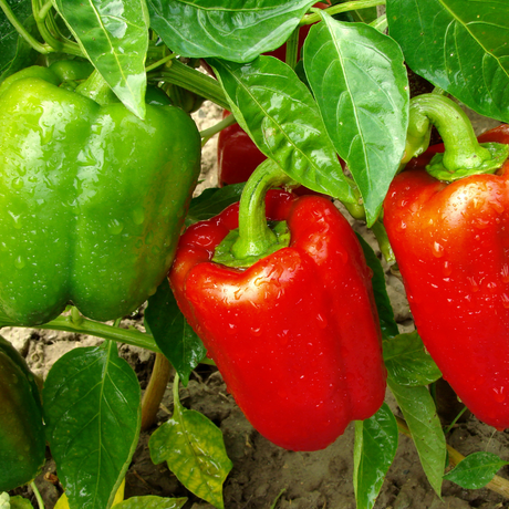 How To Make Peppers Grow Faster