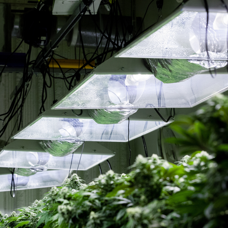 How Much Does It Cost To Run a Grow Light