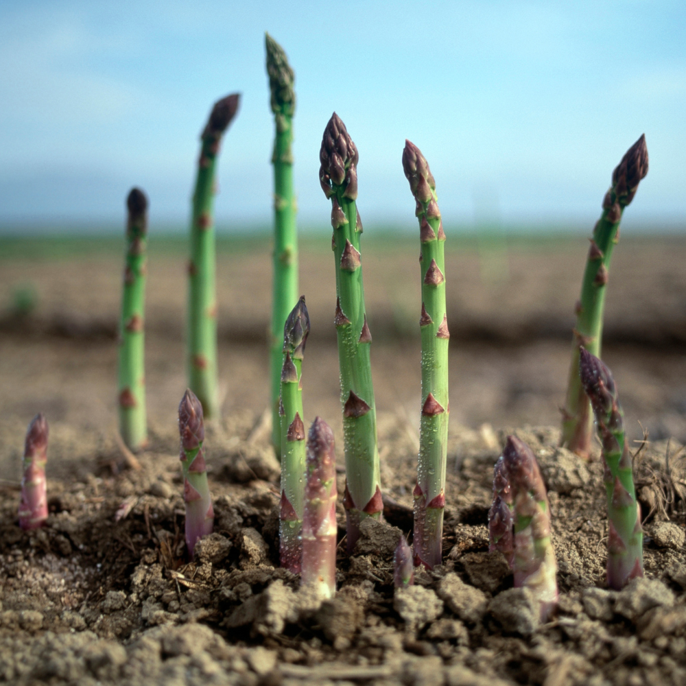 How to Grow Asparagus in Colorado