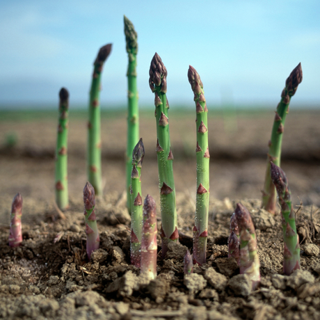 How to Grow Asparagus in Colorado