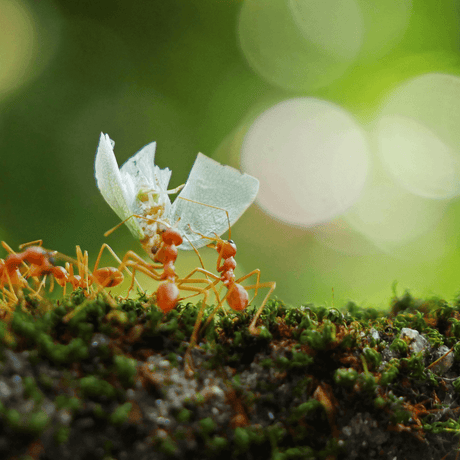 Are Ants Harmful to Gardens: An In-Depth Guide