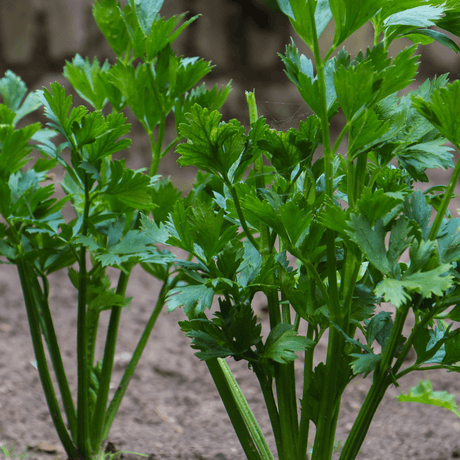 Best Companion Plants for Celery