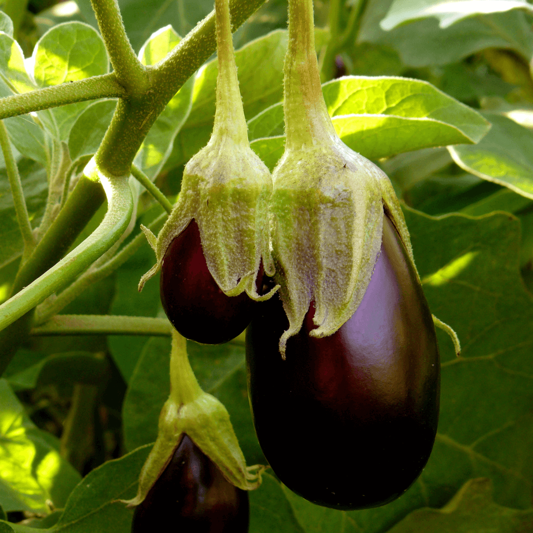 Can Eggplant Grow in a Pot - Gardeners Basics