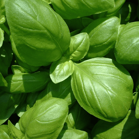 Can I Plant Basil with Peppers