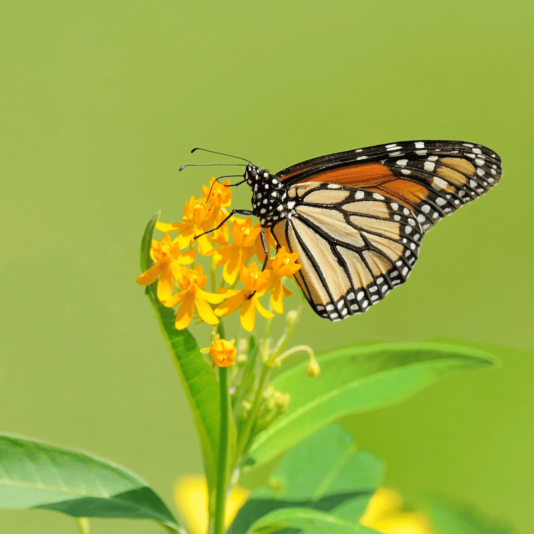 Can I Start Milkweed Seeds Indoors