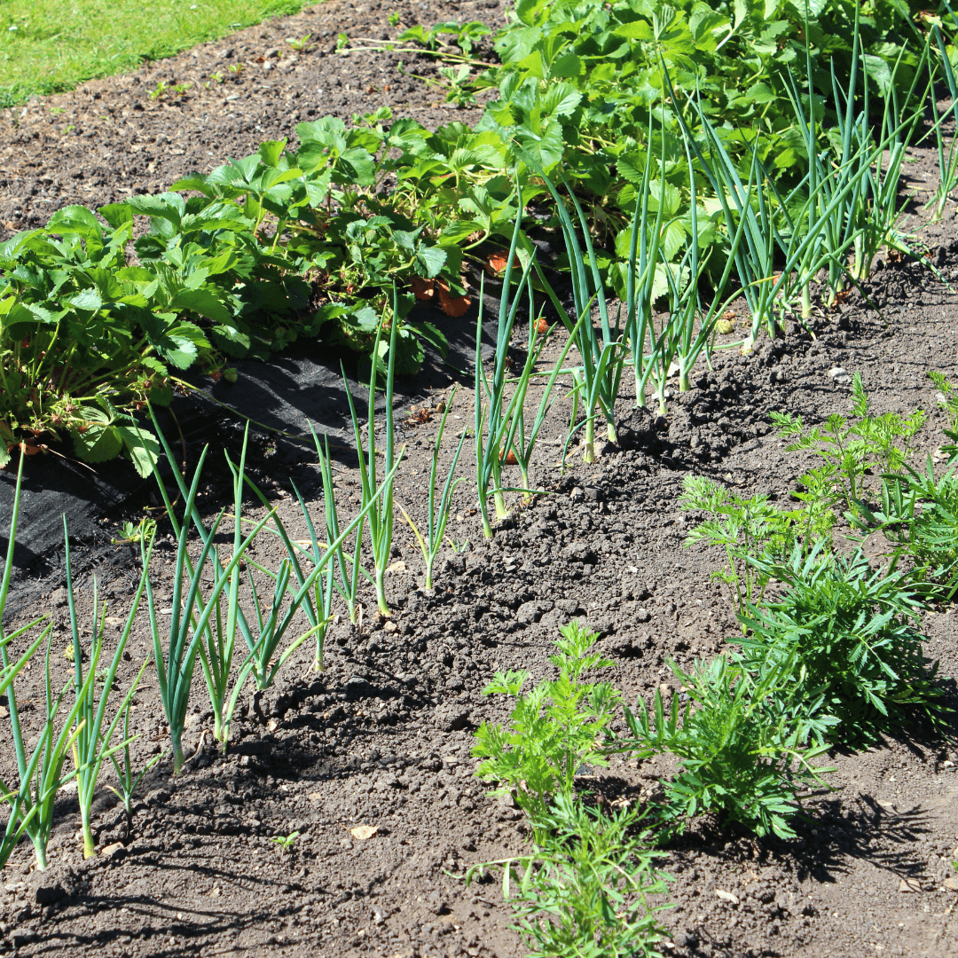 Carrot Companion Plants: 30 Companions to Help Carrots Grow