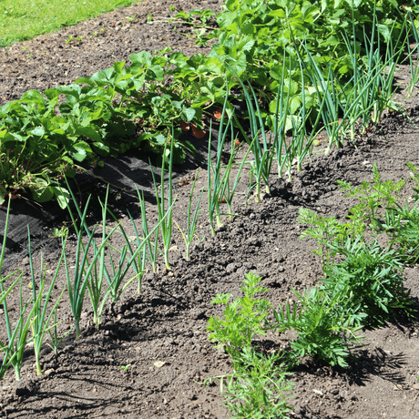 Carrot Companion Plants: 30 Companions to Help Carrots Grow