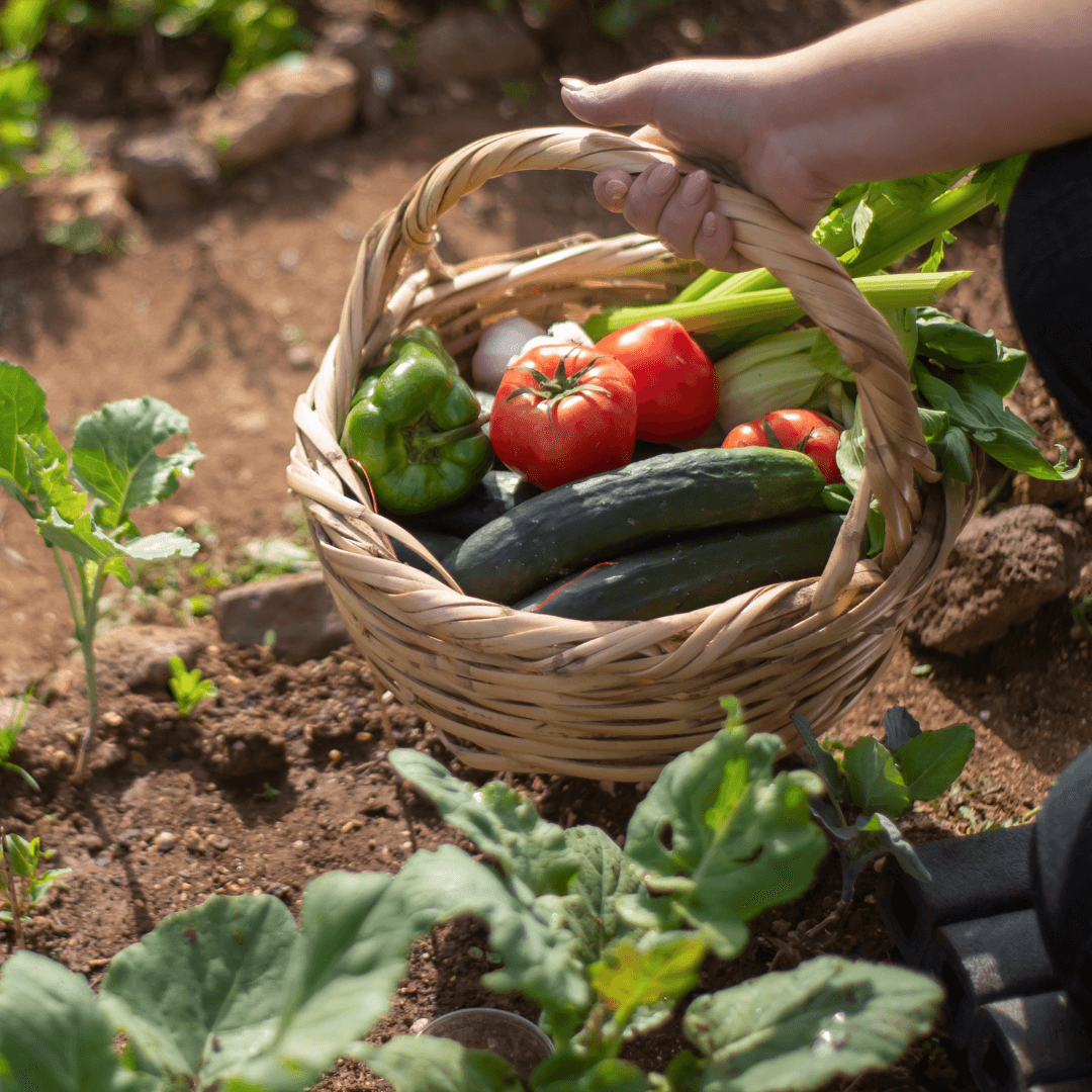 The Importance of Heirloom Seeds for Your Survival Garden