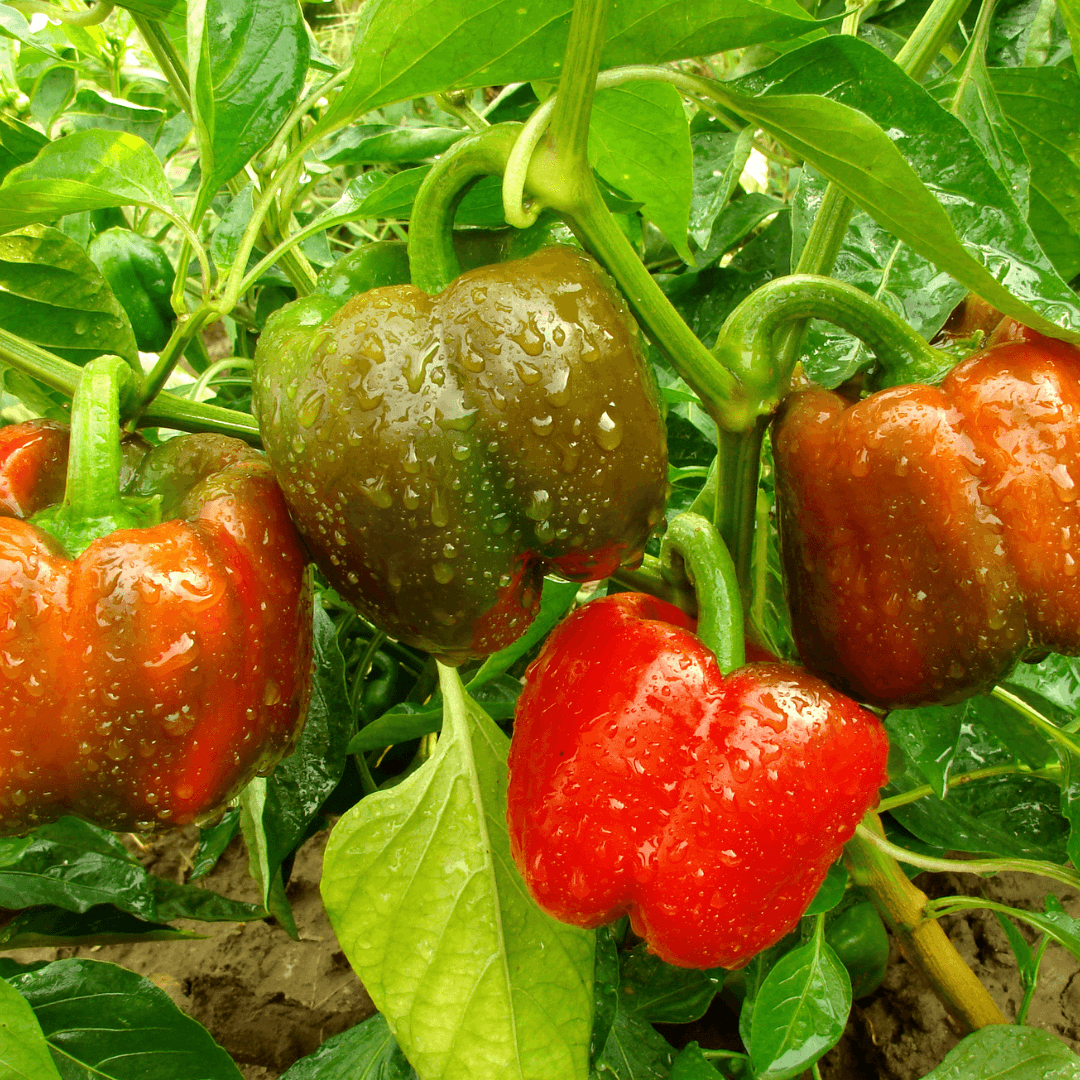 How Deep Do Bell Pepper Roots Grow - The Root of the Problem