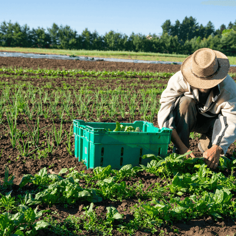 How Does Crop Rotation Improve Soil Fertility