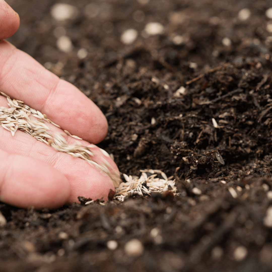 How Long Can Seeds Survive Guide