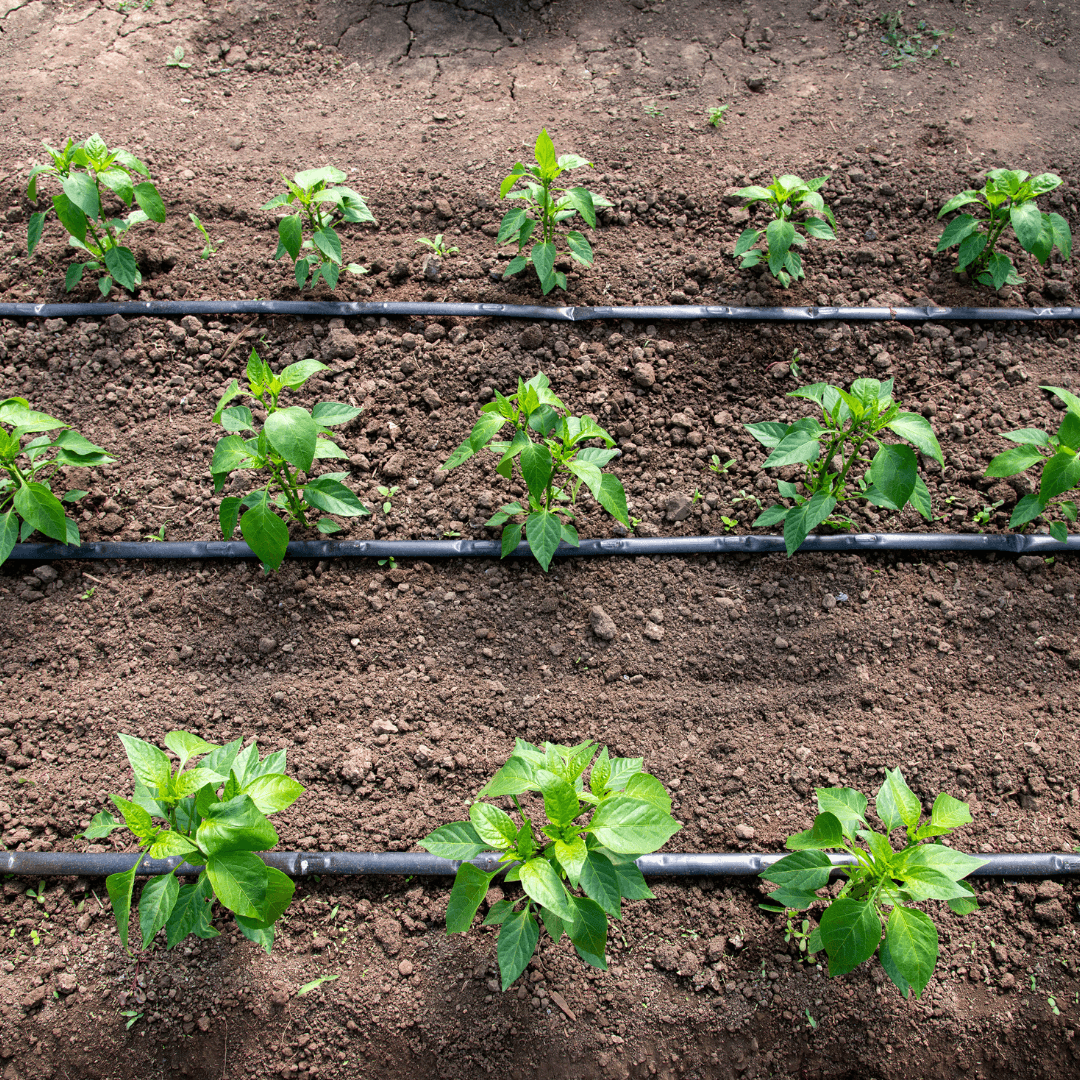 How To Fertilize Pepper Plants