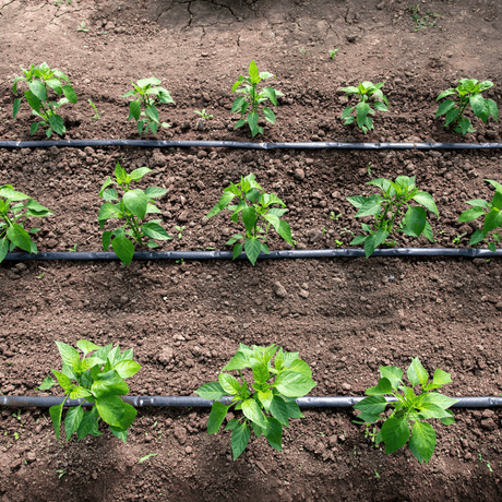 How To Fertilize Pepper Plants