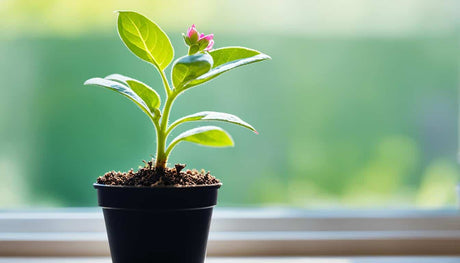 How To Grow Rose/Swamp Milkweed From Seed For Your Flower Garden