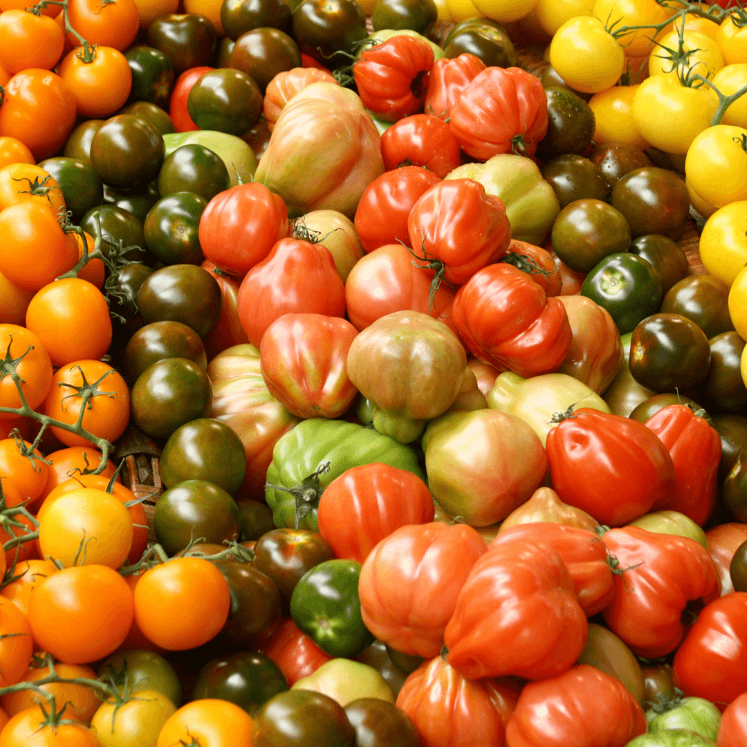 How to Grow Tomatoes in a 5 Gallon Bucket