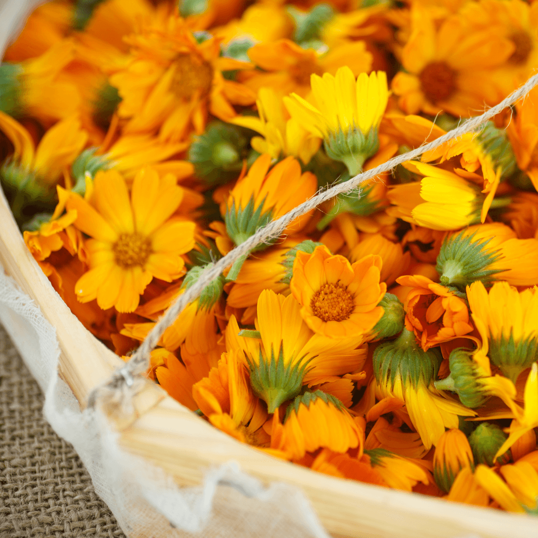 How to Grow Calendula From Seed Indoors