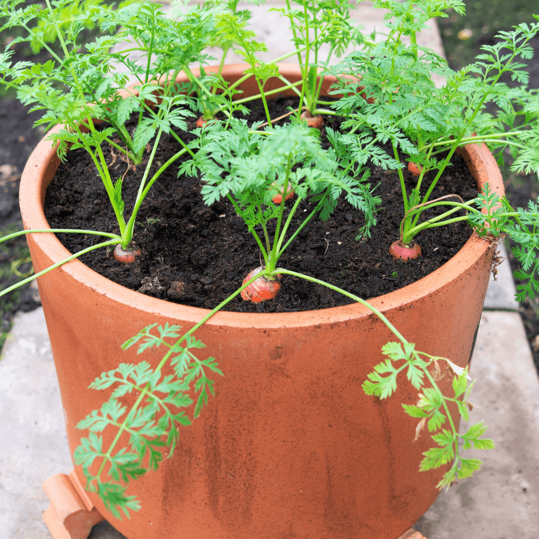 How to Grow Carrots in Containers
